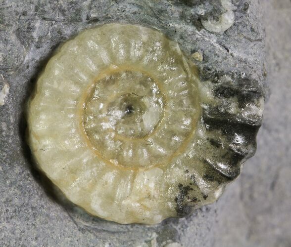 Promicroceras Ammonite - Dorset, England #30732